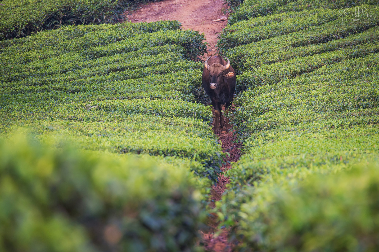 Valparai - Gaur Een gaur tussen de theevelden van Valparai. De gaur (Bos gaurus), soms ook wel de Indische bison genoemd, is het grootste (wilde) rund van Azië. <br />
 Stefan Cruysberghs